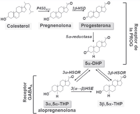 Figura 1. Esquema de la biosíntesis de los neuroesteroides. La PROG y la 5α-DHP activan la transcripción genética actuando vía los receptores intracelulares de la PROG, y la 3α,5α-THP ejerce sus efectos biológicos potenciando el receptor GABAA.