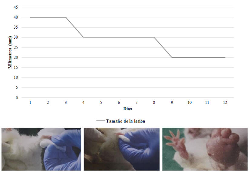 Figura 2. Evolución de lesión ulcerada en la almohadilla plantar trasera de ratón BALB/c previamente inoculado con L. (V.) braziliensis (MHOM/BR/00/M2903).